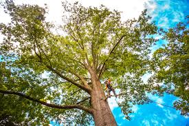 Best Tree Preservation Services  in Atkinson, NE