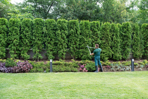 Best Tree Disease Treatment  in Atkinson, NE