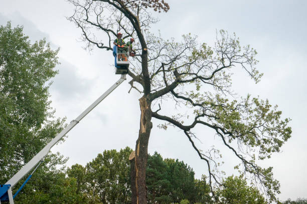Best Tree Cabling and Bracing  in Atkinson, NE